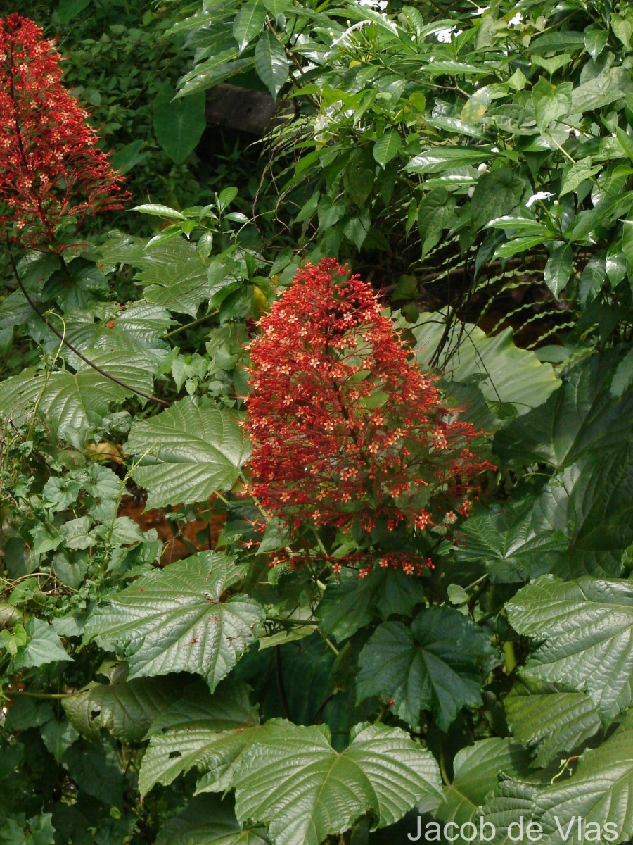 Clerodendrum paniculatum L.